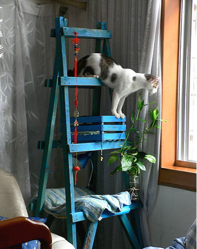 Wooden ladder cat tower